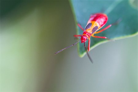 A red insect crawls to the tip of a leaf in the jungle of Costa Rica. Stock Photo - Budget Royalty-Free & Subscription, Code: 400-09097783