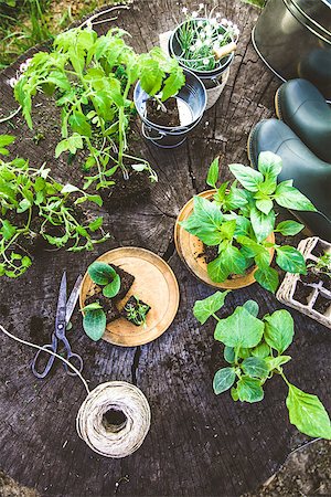 Spring garden. Seedlings in soil. Garden tools and equipment. Gardening boots Stockbilder - Microstock & Abonnement, Bildnummer: 400-09097809