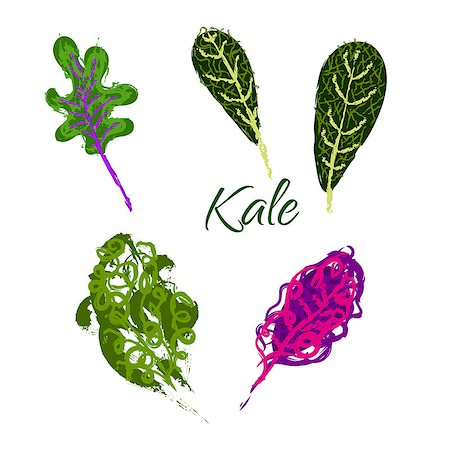 Kale vegetable hand drawn illustration. Different types of green cabbage salad. Stock Photo - Budget Royalty-Free & Subscription, Code: 400-09098222