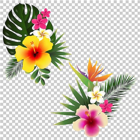 Tropical Flower Set Transparent Background, Vector Illustration, With Gradient Mesh Stock Photo - Budget Royalty-Free & Subscription, Code: 400-09090335