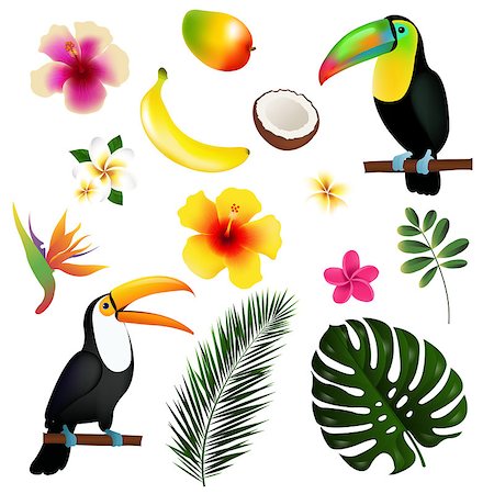 Tropical Leaves Toucan And Fruit, With Gradient Mesh, Vector Illustration Photographie de stock - Aubaine LD & Abonnement, Code: 400-09090338