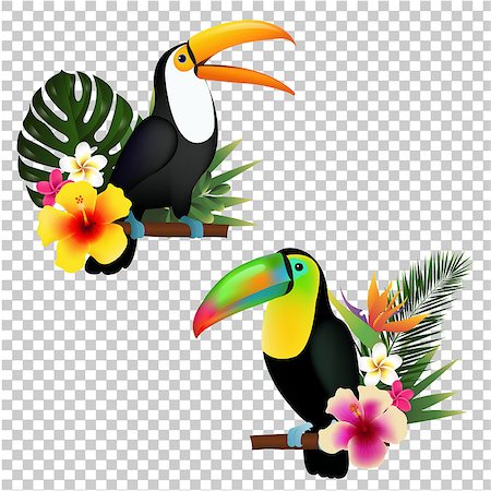 Toucan Collection, Vector Illustration, With Gradient Mesh Stock Photo - Budget Royalty-Free & Subscription, Code: 400-09090333