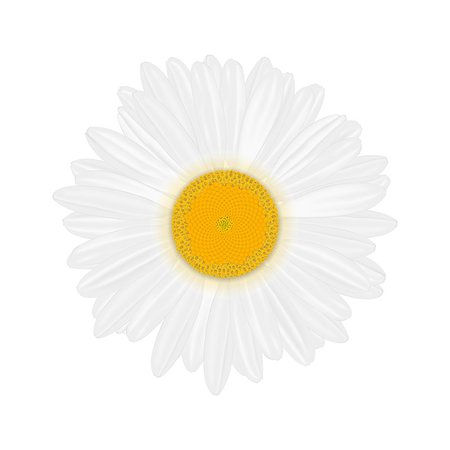 smoki (artist) - Isolated realistic daisy (chamomile) flower on a white background. Vector illustration Stockbilder - Microstock & Abonnement, Bildnummer: 400-09091646