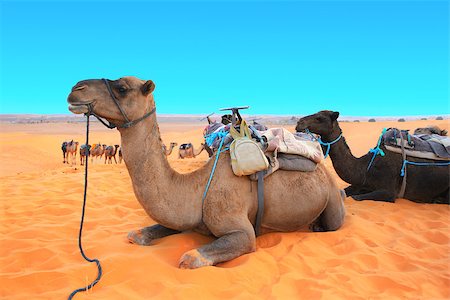 simsearch:400-05108653,k - Camels in Sahara desert, Morocco. Two camels dromedary resting lying on the sand. On blue sky background Stock Photo - Budget Royalty-Free & Subscription, Code: 400-09091697