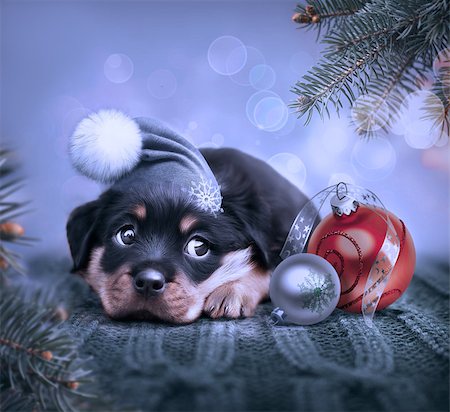 little puppy sitting and looking at Christmas toys Foto de stock - Super Valor sin royalties y Suscripción, Código: 400-09091709