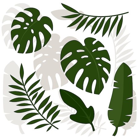 simsearch:400-08116620,k - Tropical leaves. Vector illustration. Eps 10 Stock Photo - Budget Royalty-Free & Subscription, Code: 400-09091896