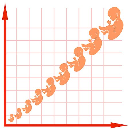 Human Fetus Growth Chart Isolated on White Background Stock Photo - Budget Royalty-Free & Subscription, Code: 400-09091900