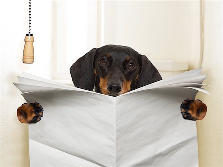 funny   sausage dachshund dog sitting on toilet and reading magazine or newspaper with constipation, blank empty paper Stock Photo - Budget Royalty-Free & Subscription, Code: 400-09091948