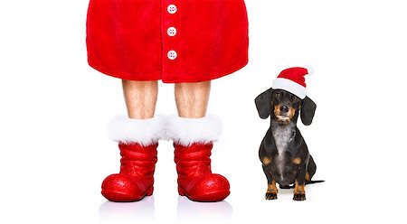 funny new years eve pics - funny dachshund sausage  santa claus dog on christmas holidays wearing red holiday hat, isolated on white background Stock Photo - Budget Royalty-Free & Subscription, Code: 400-09091970
