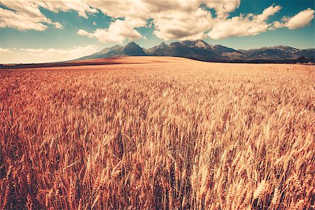 Summer ripe orange wheat field with mountain range and cloudy blue sky in the background. West Tatras Mountains, Slovakia. Vintage retro toning filter Stock Photo - Budget Royalty-Free & Subscription, Code: 400-09092170