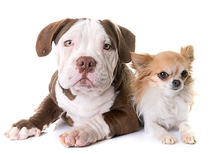 simsearch:400-09092331,k - puppy american bully and chihuahua in front of white background Photographie de stock - Aubaine LD & Abonnement, Code: 400-09092334