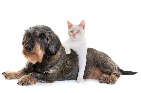 senior with cat - old dachshund  and kitten in front of white background Stock Photo - Budget Royalty-Free & Subscription, Code: 400-09092330