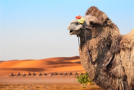 Bactrian camel (Camelus bactrianus) in Sahara desert, Morocco. One camel close up, camelcade and sand dunes on blue sky background Foto de stock - Royalty-Free Super Valor e Assinatura, Número: 400-09093174