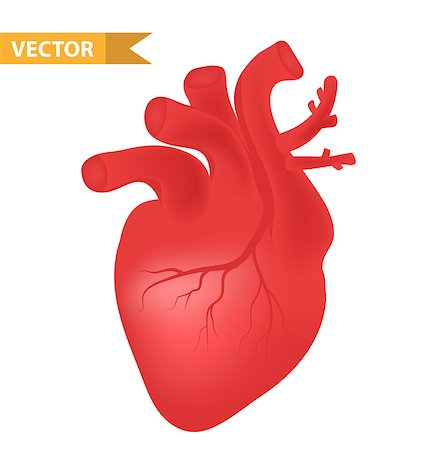 Human heart icon, realistic 3d style. Internal organs symbol. Anatomy, cardiology, concept. Isolated on white background. Vector illustration Stock Photo - Budget Royalty-Free & Subscription, Code: 400-09093515