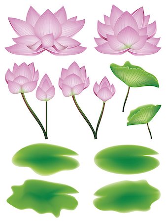 simsearch:841-07457078,k - Blooming pink lotus flowers with big green leaves. Stock Photo - Budget Royalty-Free & Subscription, Code: 400-09108702