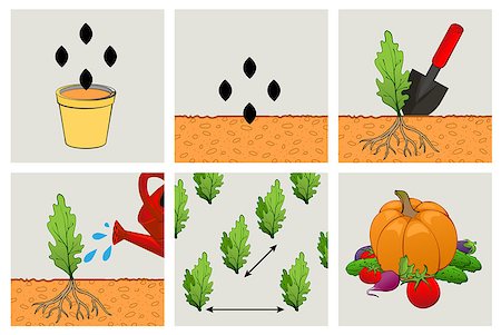 Circuit planting seeds. Technics of agriculture cultivation of seedlings. Set icon vector illustration Foto de stock - Super Valor sin royalties y Suscripción, Código: 400-09109223