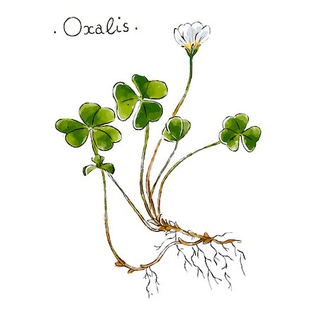 Wild plant oxalis hand drawn in color. Herbal medicine vector illustration Fotografie stock - Microstock e Abbonamento, Codice: 400-09109651