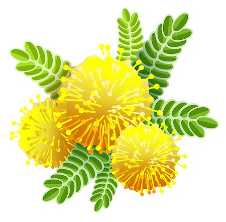 Yellow mimosa bouquet fluffy flower view from above. Isolated on white vector illustration Stock Photo - Budget Royalty-Free & Subscription, Code: 400-09115106