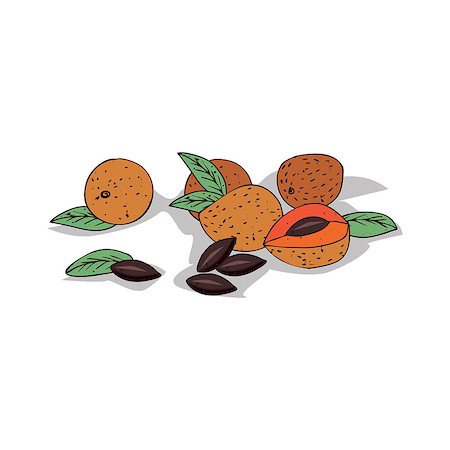 simsearch:400-09096754,k - Isolated clipart of plant Sapote on white background. Botanical drawing of herb Pouteria sapota with seeds with fruits and leaves, seeds Foto de stock - Super Valor sin royalties y Suscripción, Código: 400-09115265