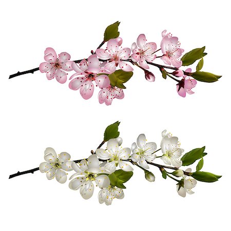 simsearch:400-07656811,k - Blossoming cherry branch with white flowers and Sakura branch with pink flowers . Realistic vector illustration Photographie de stock - Aubaine LD & Abonnement, Code: 400-09115597