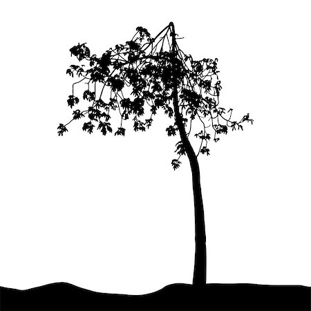 simsearch:400-08379558,k - Tree Silhouette Isolated on White Backgorund. Vecrtor Illustration. EPS10 Fotografie stock - Microstock e Abbonamento, Codice: 400-09115646