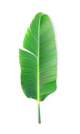 single coconut tree picture - Naturalistic colorful leaf of banana palm. Vector Illustration. EPS10 Stock Photo - Budget Royalty-Free & Subscription, Code: 400-09115648