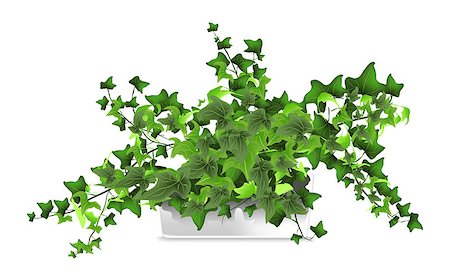 Spotted plant (hedera, ivy) in a white pot. Element of home decor. The symbol of growth and ecology. Vector illustration. Eps 10 Stock Photo - Budget Royalty-Free & Subscription, Code: 400-09116288