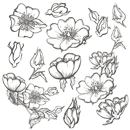 flowers sketch for coloring - Wild dog rose flowers, contour ink adult coloring page with butterfly drawing vector clipart on white background. Stock Photo - Budget Royalty-Free & Subscription, Code: 400-09116827