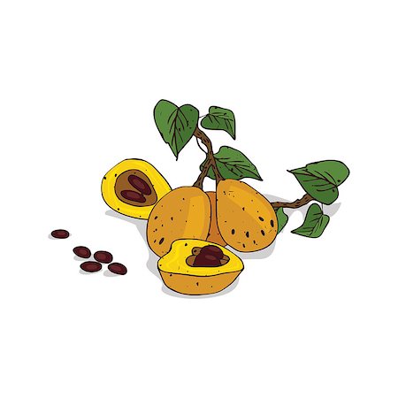 simsearch:400-09096754,k - Isolated clipart of plant Marula on white background. Botanical drawing of herb Sclerocarya birrea with fruits and leaves, seeds Foto de stock - Super Valor sin royalties y Suscripción, Código: 400-09117552