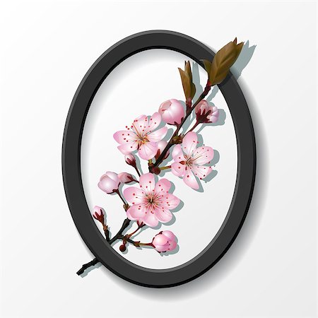 simsearch:400-07427493,k - Branch of pink sakura cherry flowers in black frame isolated on white background for spring greeting card, banner, wallpaper or poster. Spring is coming concept. Vector illustration Foto de stock - Royalty-Free Super Valor e Assinatura, Número: 400-09117849