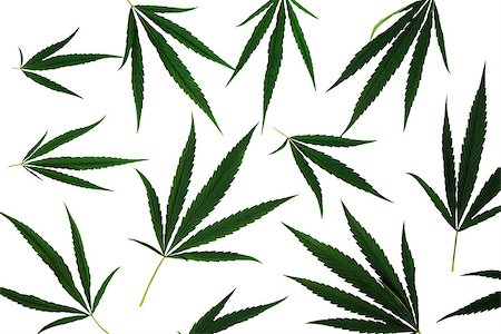 simsearch:400-08289916,k - Leaves of cannabis plant isolated on white background Photographie de stock - Aubaine LD & Abonnement, Code: 400-09119499