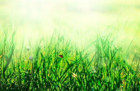 Fresh morning dew droplets on a grass and ladybug. Naural macro background. Shallow depth. Template for design. Photographie de stock - Aubaine LD & Abonnement, Code: 400-09119504