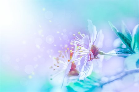 Cherry sakura flowers close-up on gentle soft blue and pink background. Greeting card floral background. Soft toned. Shallow depth Photographie de stock - Aubaine LD & Abonnement, Code: 400-09119503