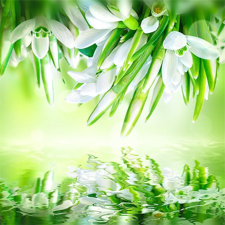 Snowdrops flower blossom, water reflection, light. Greeting card template. Soft toned. Nature background Photographie de stock - Aubaine LD & Abonnement, Code: 400-09119643