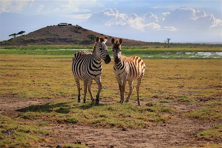simsearch:400-07657090,k - Zebras herd on savanna. Amboseli national park in Kenia Fotografie stock - Microstock e Abbonamento, Codice: 400-09119658