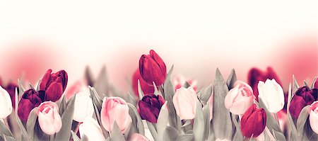 Tulip pastel flower panoramic border on white. Greeting card background template. Vintage toned Photographie de stock - Aubaine LD & Abonnement, Code: 400-09119694