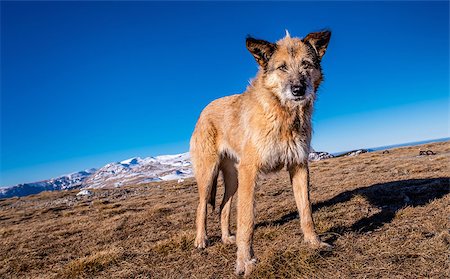 snow sun portrait - wild dog on top of the mountains Stock Photo - Budget Royalty-Free & Subscription, Code: 400-09119753