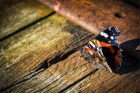 Indian red admiral butterfly on a wooden background close up. Dark toned. Copy space Photographie de stock - Aubaine LD & Abonnement, Code: 400-09119808