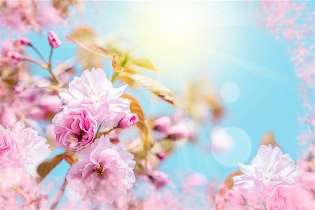 Beautiful sakura flower cherry blossom. Greeting card background template. Shallow depth. Soft toned. Spring nature. Photographie de stock - Aubaine LD & Abonnement, Code: 400-09119934
