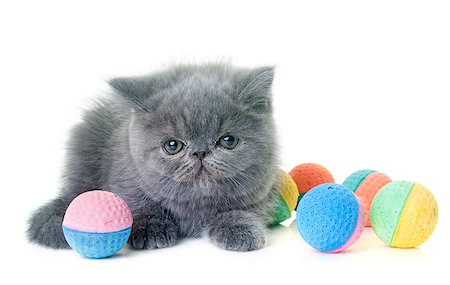 simsearch:400-07893874,k - exotic shorthair kitten in front of white background Foto de stock - Super Valor sin royalties y Suscripción, Código: 400-09112313