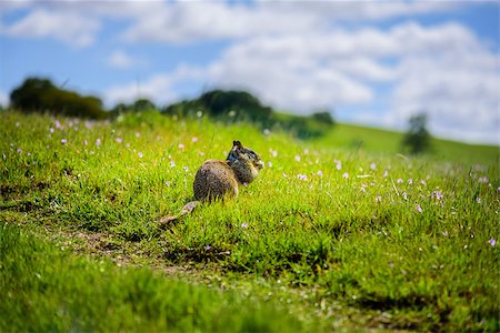 eating area - All creatures on the Earth love to eat, lunch time is the best time to this. Do not disturb this one little creature when he takes his lunch. Stock Photo - Budget Royalty-Free & Subscription, Code: 400-09112322