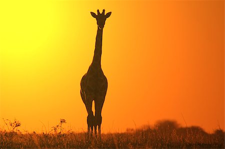 Southern African Giraffesin silhouette against a magnificent African sunset, as seen in the wilds of Namibia. Stock Photo - Budget Royalty-Free & Subscription, Code: 400-09112344