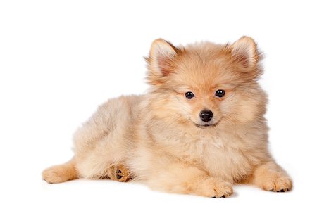 simsearch:400-04681788,k - Puppy dog of Pomeranian breed on a white background. Stockbilder - Microstock & Abonnement, Bildnummer: 400-09112377