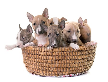 simsearch:400-08098706,k - group of miniature bull terrier in front of white background Stock Photo - Budget Royalty-Free & Subscription, Code: 400-09112372