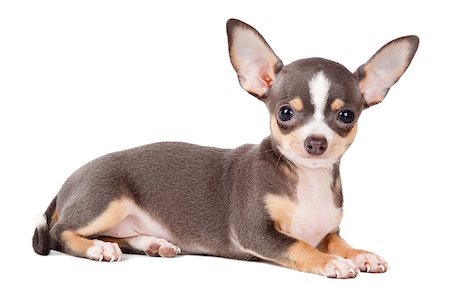 simsearch:400-06758392,k - Young Chihuahua looking at the camera in a head shot, against a white background Photographie de stock - Aubaine LD & Abonnement, Code: 400-09112380