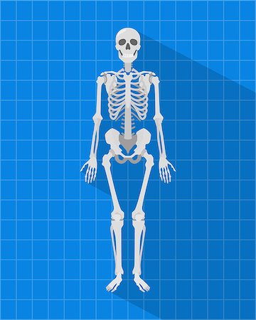 simsearch:400-05364333,k - human skeleton with blueprint and long shadow style vector graphic Fotografie stock - Microstock e Abbonamento, Codice: 400-09112589