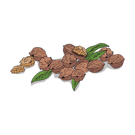 simsearch:400-09096754,k - Isolated clipart of plant Walnut on white background. Botanical drawing of herb Juglans regia with nuts and leaves Foto de stock - Super Valor sin royalties y Suscripción, Código: 400-09112638