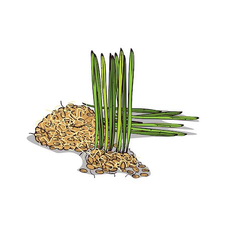 simsearch:400-09096754,k - Isolated clipart of plant Wheat germ on white background. Botanical drawing of herb Cereal germs with grains and cereals Foto de stock - Super Valor sin royalties y Suscripción, Código: 400-09112639