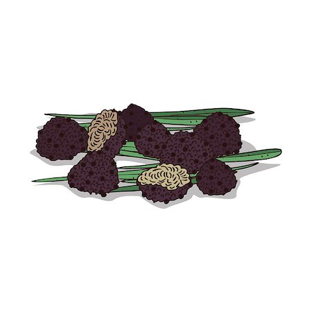 simsearch:400-09096754,k - Isolated clipart of plant Truffle on white background. Botanical drawing of herb Black truffle mushrooms with mushrooms and leaves Foto de stock - Super Valor sin royalties y Suscripción, Código: 400-09113060