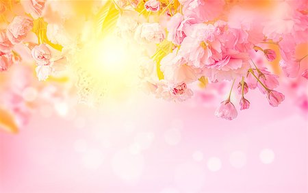 Beautiful sakura pink flower cherry blossom and sun background. Greeting card template. Shallow depth. Soft toned. Spring nature. Photographie de stock - Aubaine LD & Abonnement, Code: 400-09120024